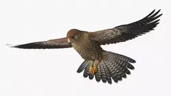 Falcon Bird in Flight Brown 3D model