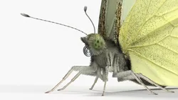 Female Cabbage White Butterfly Fur 3D model