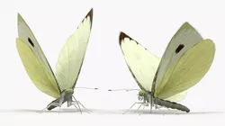 Female White Cabbage Butterfly Rigged Low-poly 3D model