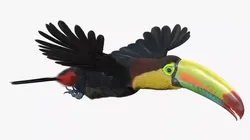 Flying Keel Billed Toucan Fur 3D model