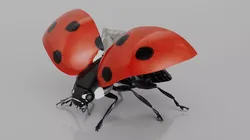 Flying Ladybug Animated Rigged for Maya 3D model