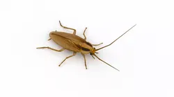 German cockroach Low-poly 3D model