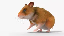 Golden Hamster Fur Rigged For Blender 3D model