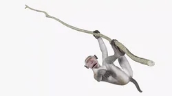 Gray Macaque Hanging on Branch 3D model