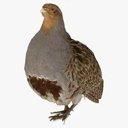 Gray Partridge Perdix Perdix Male 02 RAW Scan 3D model