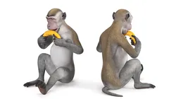 Gray Rhesus Macaque Eating Banana 3D model