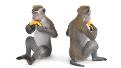 Gray Rhesus Macaque Eating Banana Fur 3D model