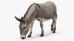 Grazing Donkey Animal Fur 3D model