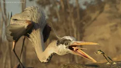 Great Blue Heron Eats Frog Rigged For Blender Low-poly 3D model