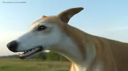Greyhound Fur Rigged for Blender 3D model