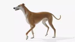 Greyhound Fur Rigged for Blender Animated Set 3D model