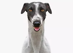 Greyhound Spotted Fur  3D model