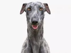 Greyhound Tiger Fur  3D model