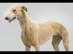 Greyhound Tiger Fur Animated 3D model