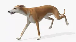 Greyhound Walking Animated Fur Rigged for Blender 3D model