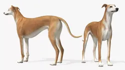Greyhound Walking Animated Fur Rigged for Blender 3D model