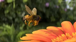 Honey Bee Fur Rigged For Blender 3D model