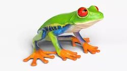 Idle Red Eyed Tree Frog Animated Rigged for Blender Low-poly 3D model
