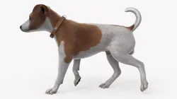 Jack Russell Terrier Dog Walking Animated Fur Rigged For Blender 3D model