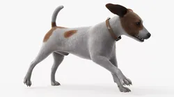 Jack Russell Terrier Fur Rigged For Blender 3D model
