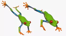 Jumping Red Eyed Tree Frog Animated Rigged for Blender Low-poly 3D model