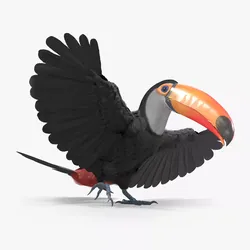 Large Toco Toucan Fur Rigged For Blender 3D model