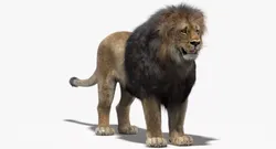 Lion 3D Model Fur 3D model