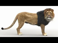 Lion Rigged Fur 3D model