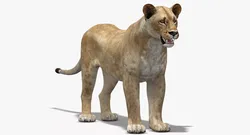 Lioness 3D Model Low Poly Low-poly 3D model