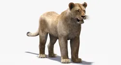 Lioness Fur 3D Model 3D model
