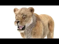 Lioness Fur 3D model