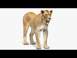 Lioness Low-poly 3D model