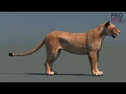 Lioness Low-poly 3D model