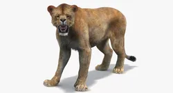 Lioness Rigged Fur 3D model