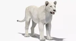 Lioness White 3D model