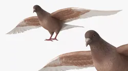 Low Poly Pigeon Spread Wings Brown Low-poly 3D model