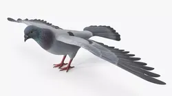 Low Poly Rock Dove Low-poly 3D model