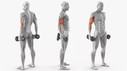 Male Muscular System Biceps Curls Animated Rigged Low-poly 3D model