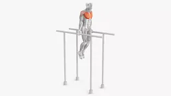 Male Muscular System Chest Dip Animated Rigged 3D model