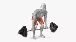 Male Muscular System Deadlift Animated Rigged 3D model