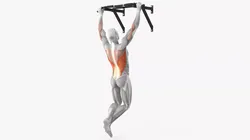 Male Muscular System Pull-up Animated Rigged 3D model