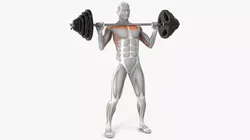 Male Muscular System Shoulder Press Animated Rigged Cinema 4D 3D model