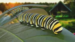 Monarch Butterfly Caterpillar Fur 3D model