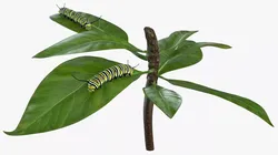 Monarch Caterpillar Pair on Green Leaves 3D model