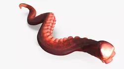 Octopus Arm Marine Animal Orange 3D model