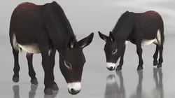 Outdoor Grazing Donkey Dark Brown Fur 3D model