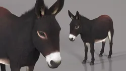 Pack Donkey With White Muzzle Dark Brown Fur 3D model