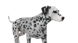 Pedigree Dalmatian Dog Walking Animated Fur Rigged For Blender 3D model
