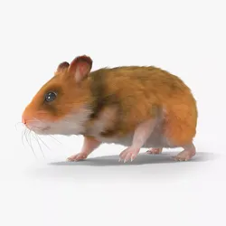 Pet Hamster Rodent Walking Animated Fur Rigged For Blender 3D model