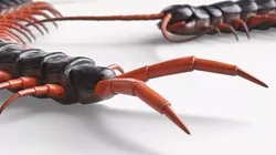 Predatory Centipede Walking Animated Rigged For Blender 3D model